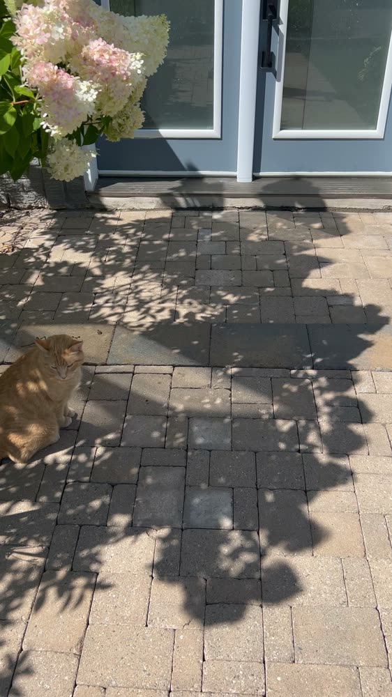 Petite allée en pavé uni devant une porte d'entrée, avant les travaux