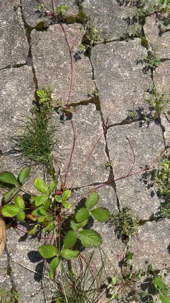 Joints de pavé uni envahis de mauvaises herbes et de mousse à Aylmer, avant les travaux