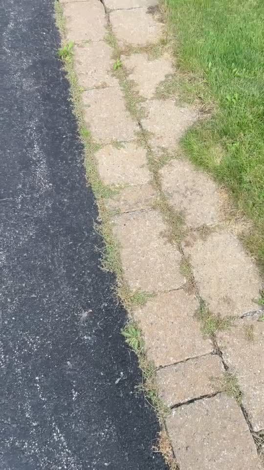 Weeds growing out of the joints along the edge of an interlock driveway
