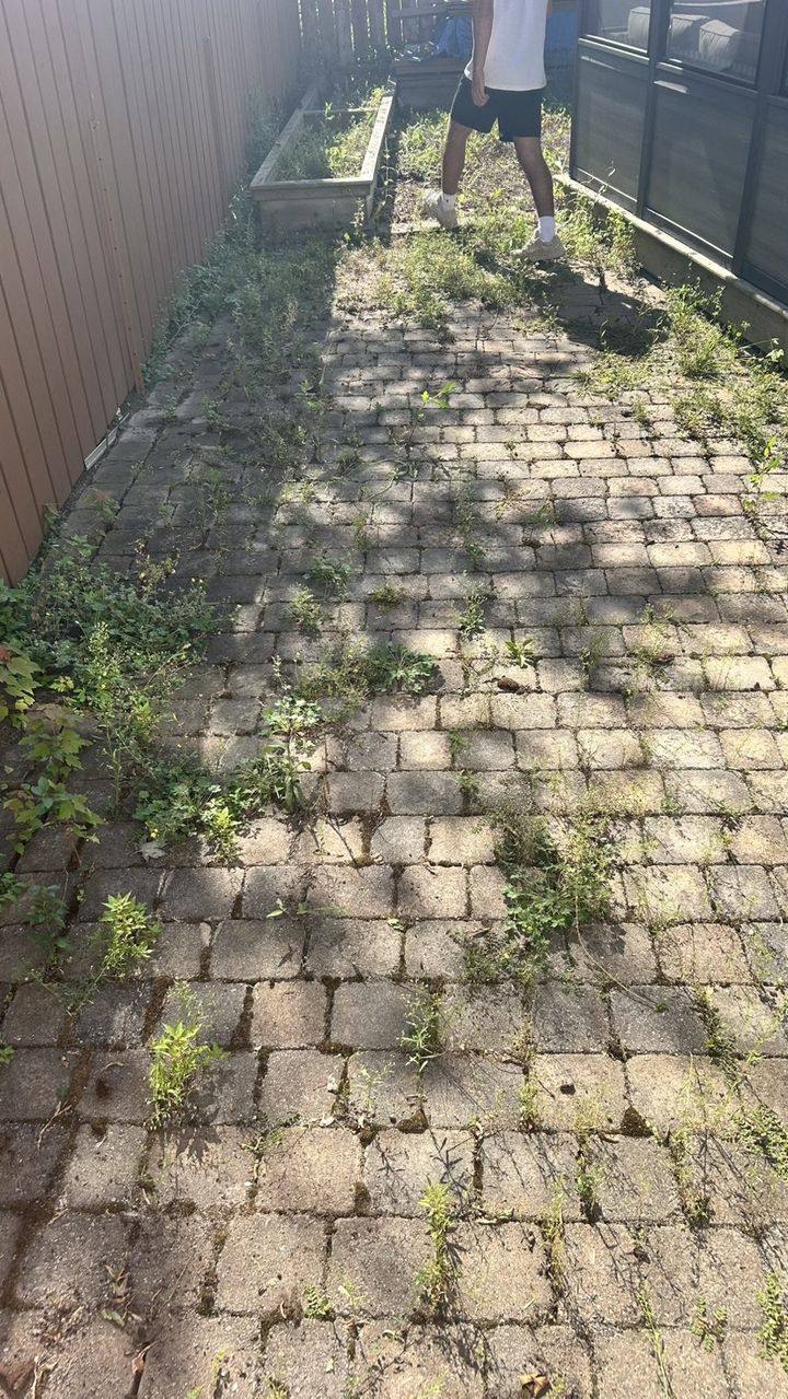 Interlock pavers overrun with weeds in the joints, in Gatineau